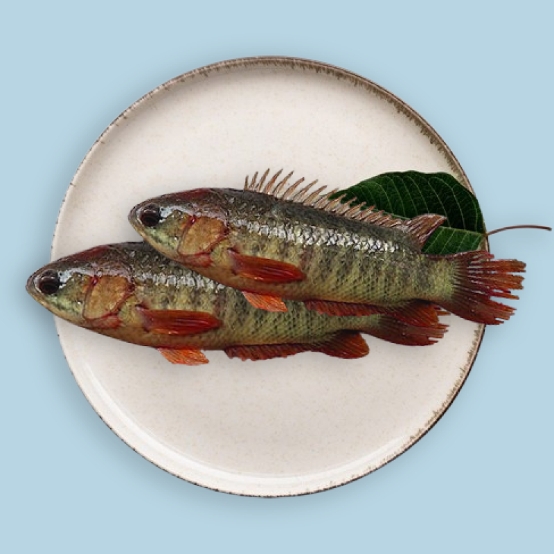 Koi