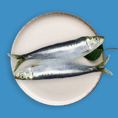 Sardine