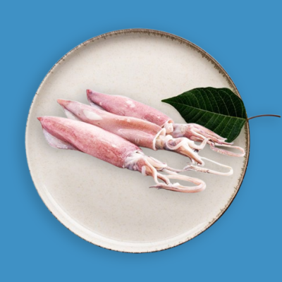 Squid