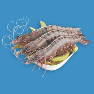 Tiger Prawn